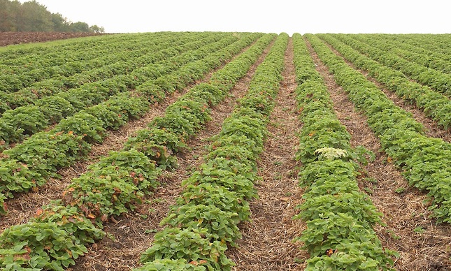 انواع روش های کشت توت فرنگی